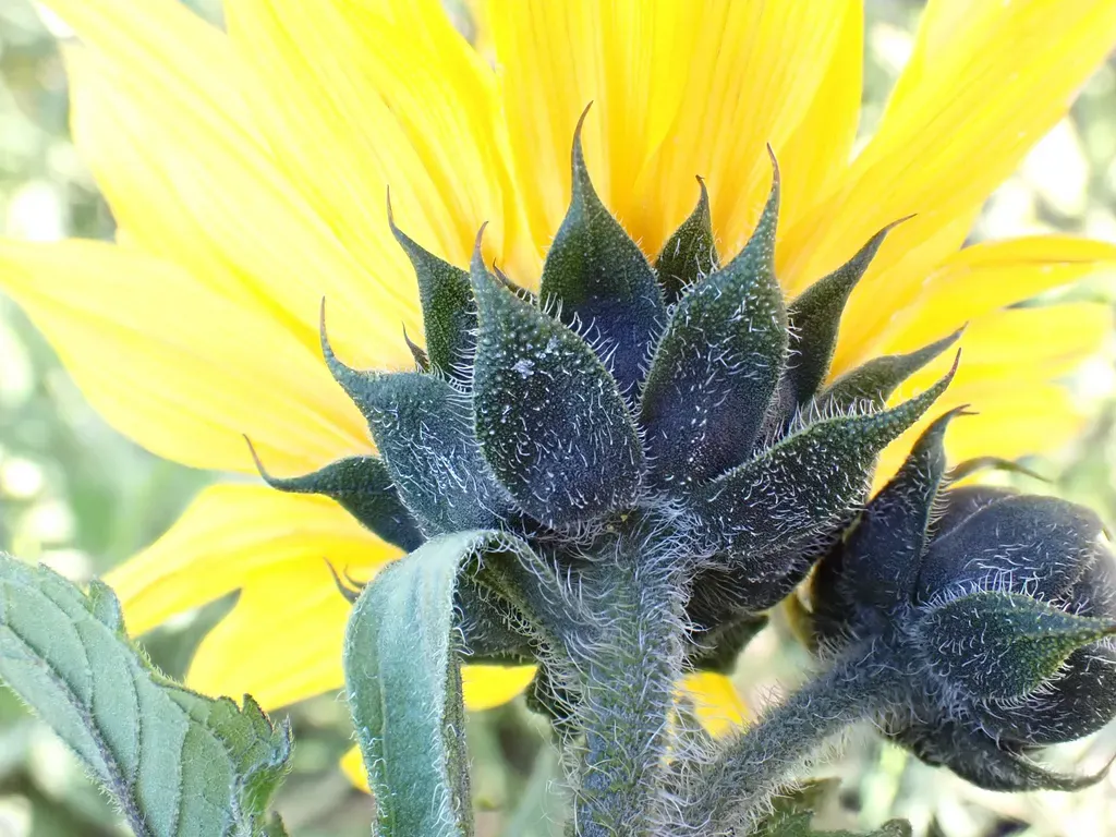 Winter’s Sunflower
