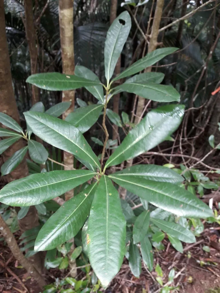 Pittosporum Bracteolatum
