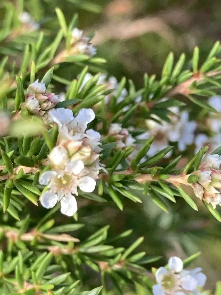 Juniper Myrtle