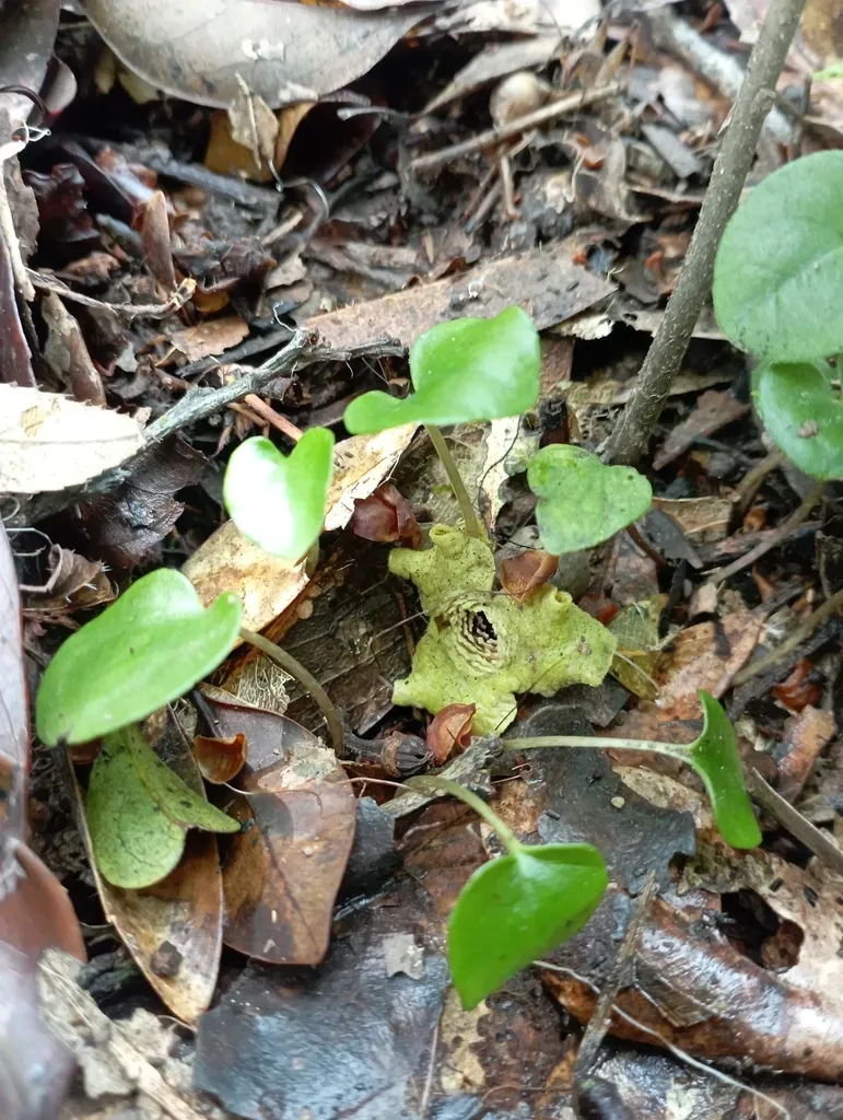 Asarum Chatienshanianum