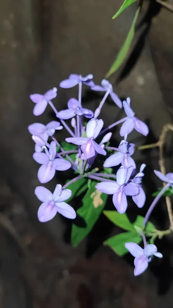 Pseuderanthemum Graciliflorum