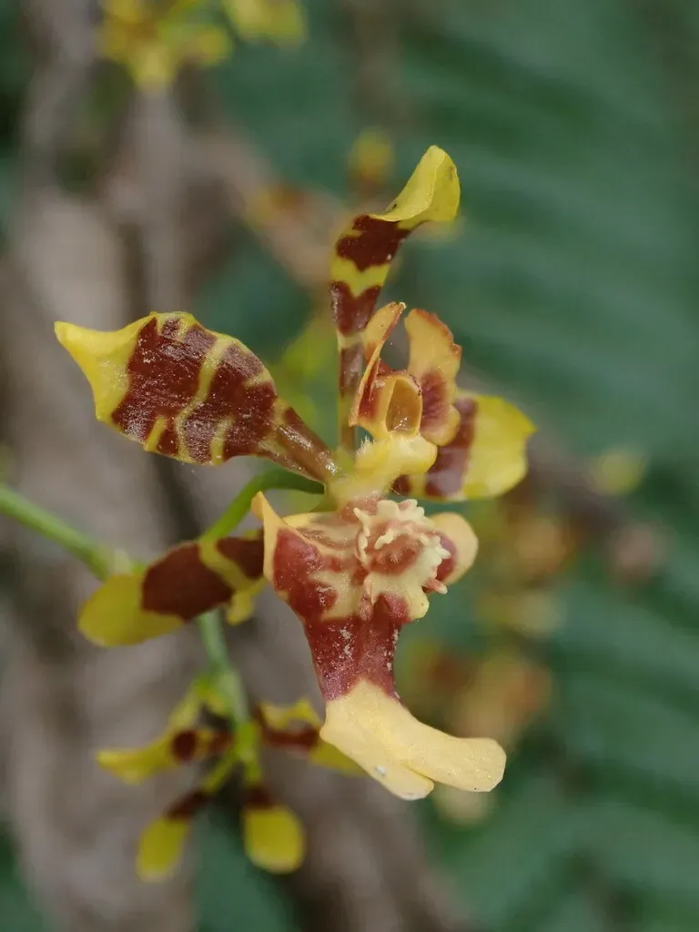 Oncidium Retusum