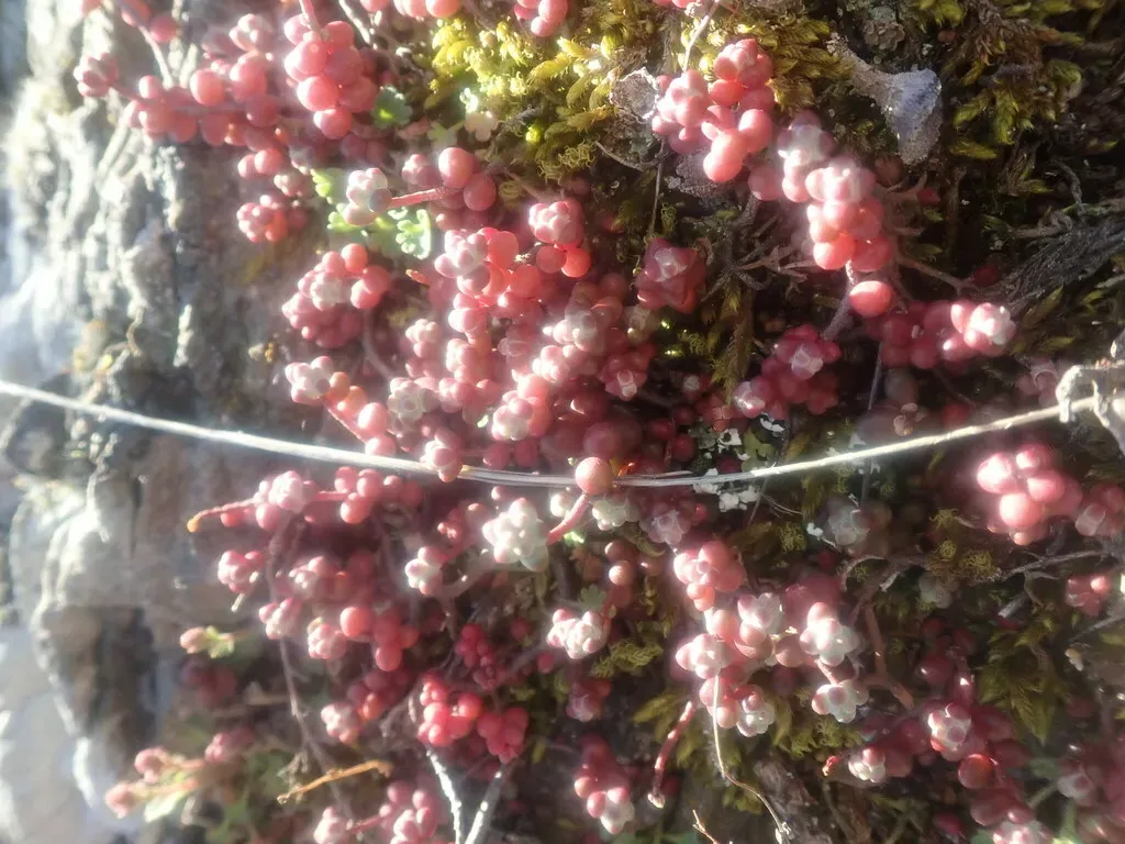 Short-leaved Stonecrop