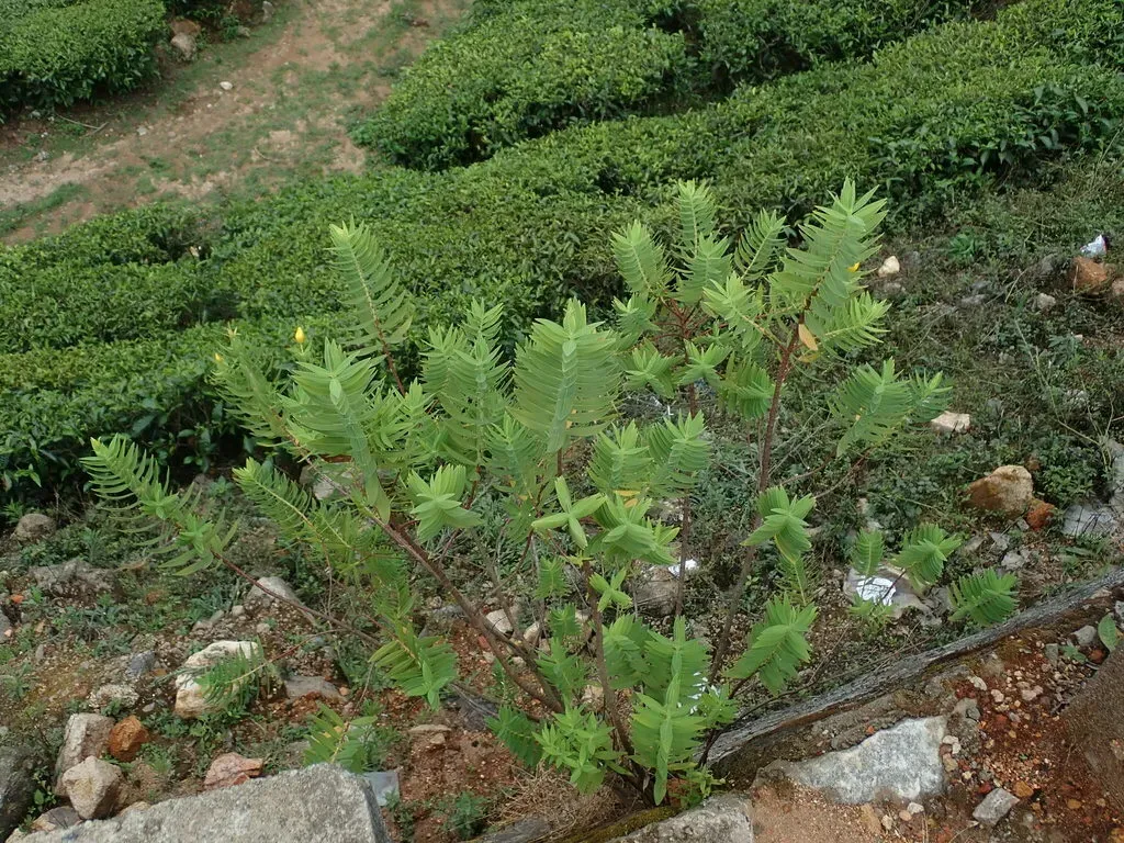 Mysore St Johns Wort