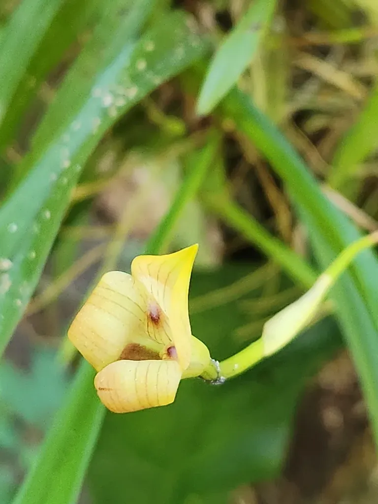 Egerton's Maxillaria