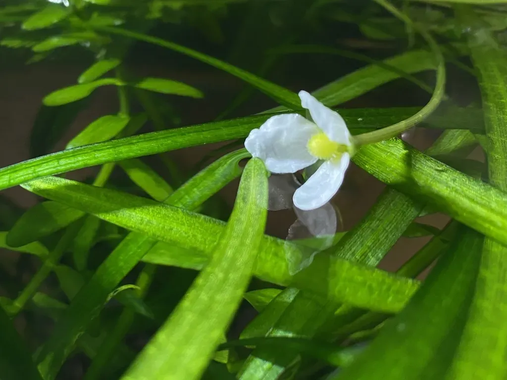 Narrow-leaved Arrowhead