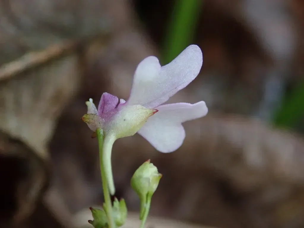 Impatiens Goughii