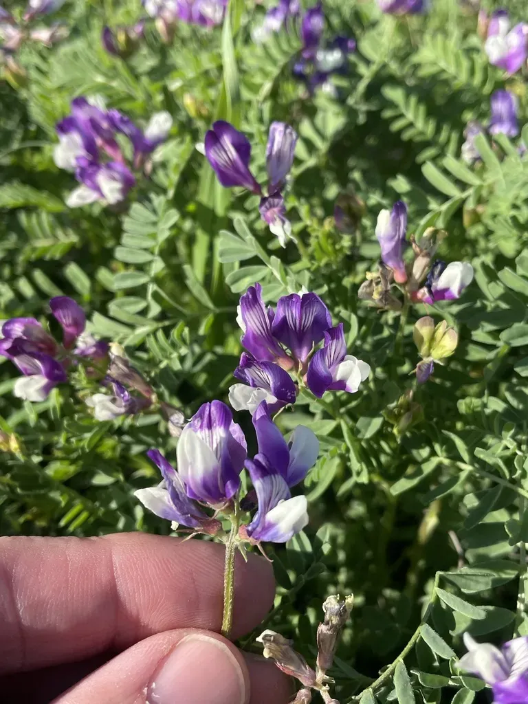 Lindheimer's Milkvetch