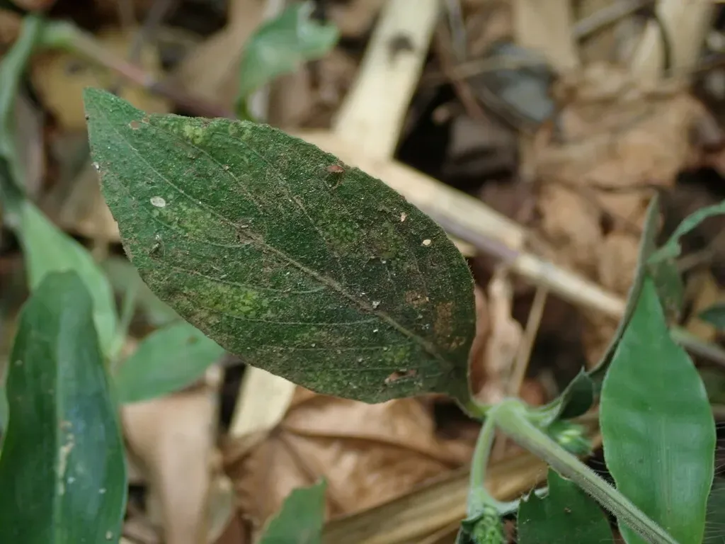 Lepidagathis Incurva