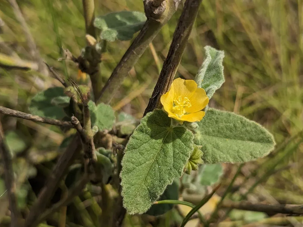 Abutilon Fraseri