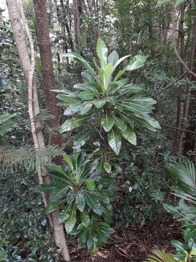 Meryta Latifolia
