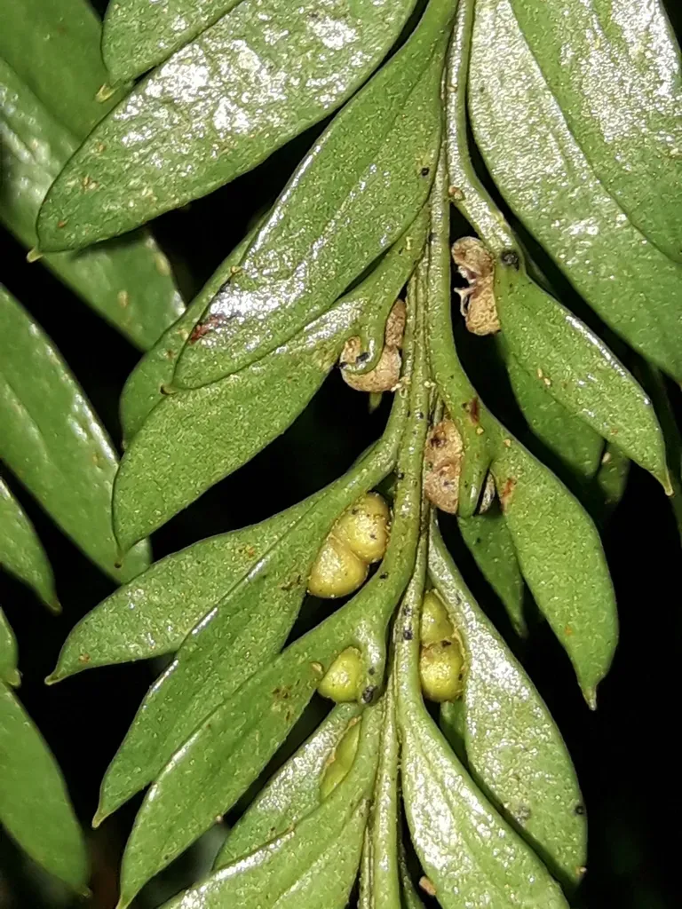 Tmesipteris Norfolkensis