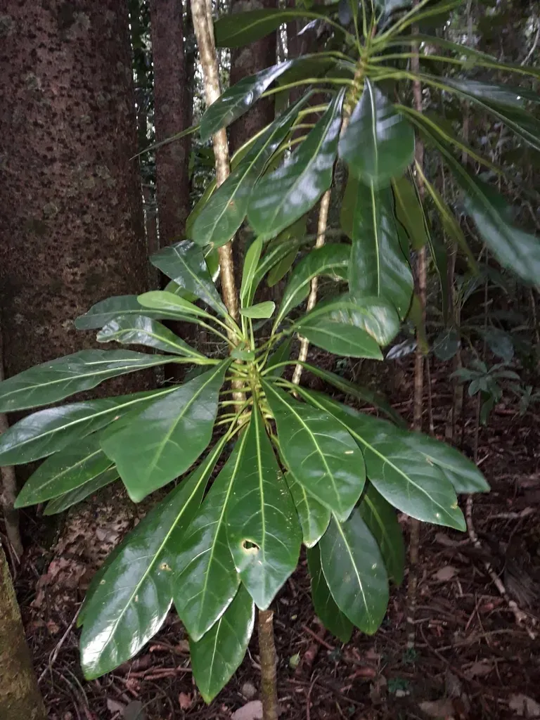 Meryta Angustifolia