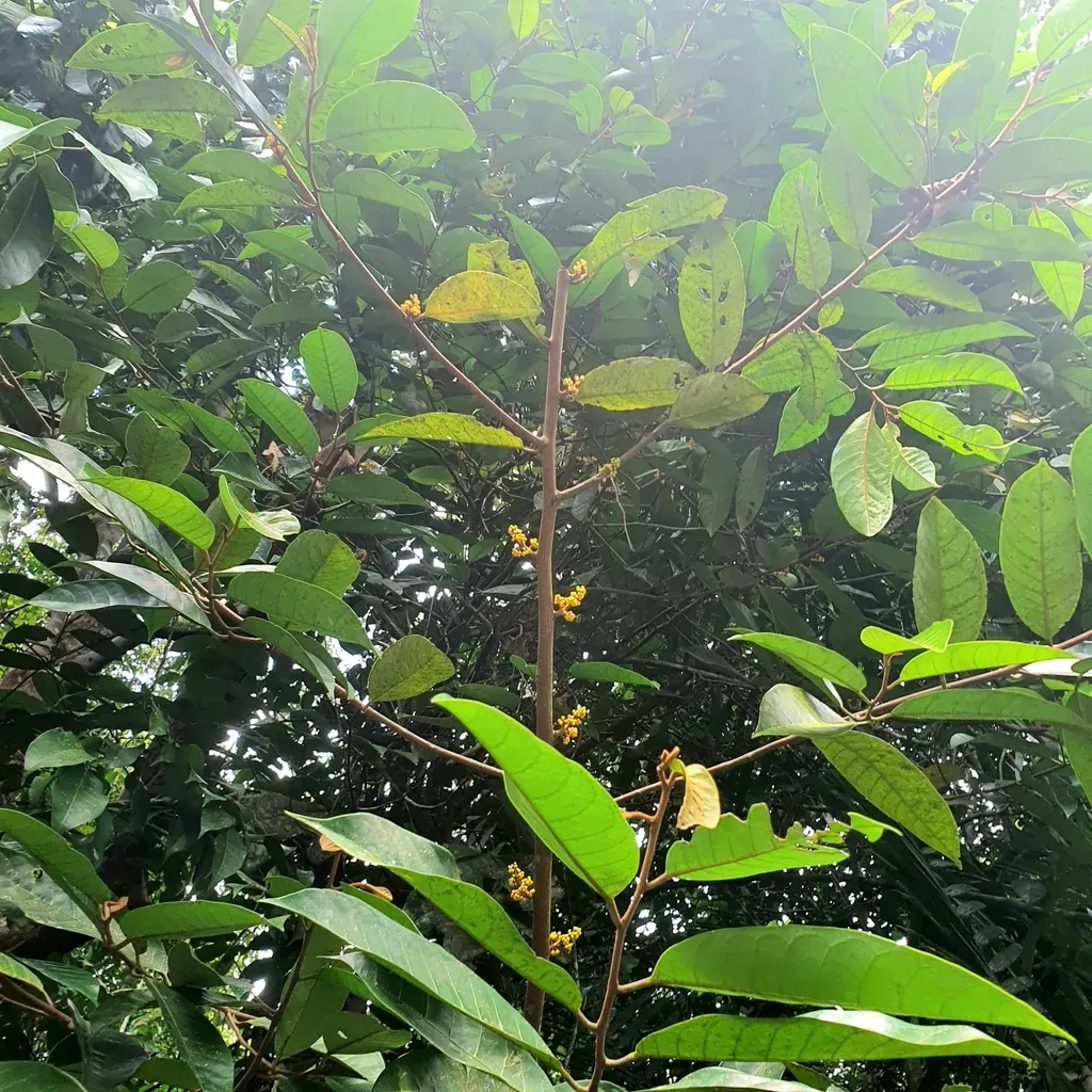 Horsfieldia Wallichii