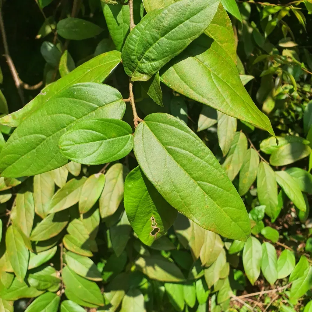 Ficus Recurva