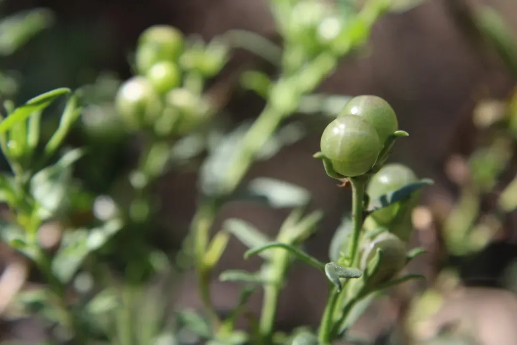 Menodora Integrifolia