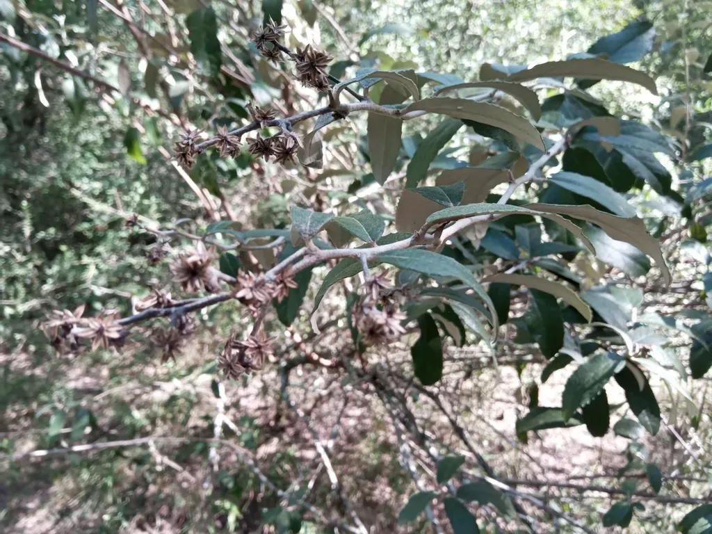 Moquiniastrum Argentinum