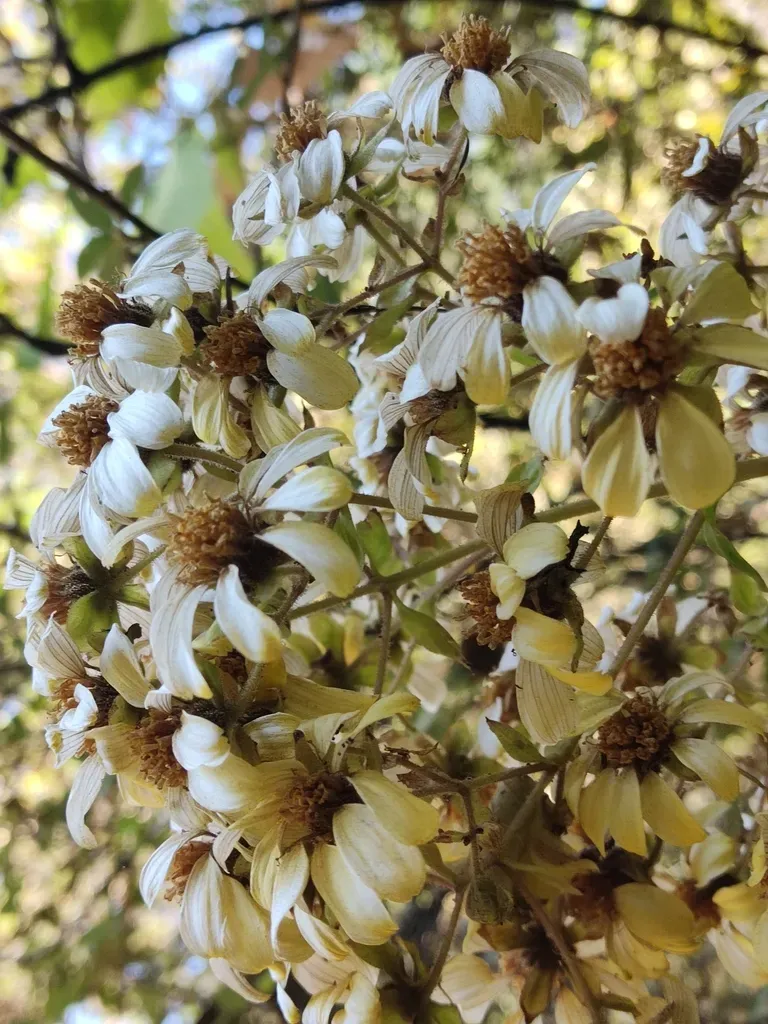 Rumfordia Floribunda