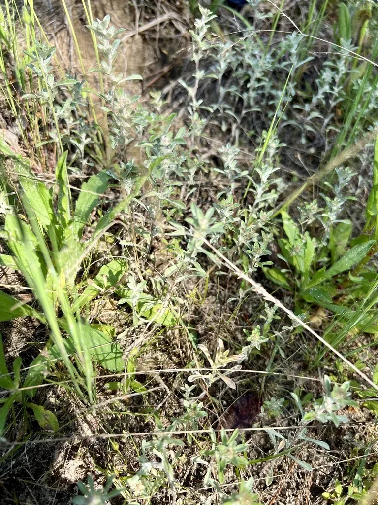 Silver Rabbit Tobacco