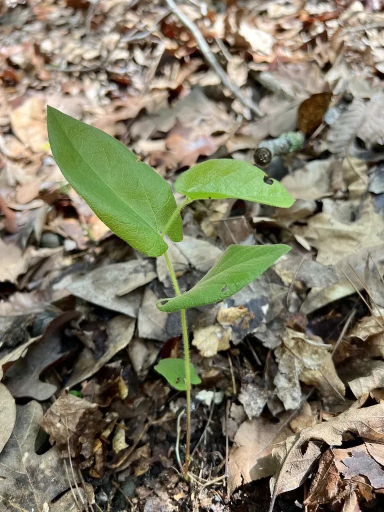 Texas Dutchman's Pipe