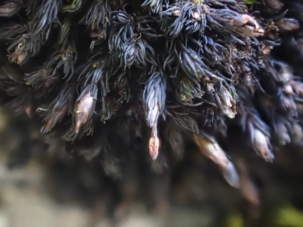 Roth's Andreaea Moss