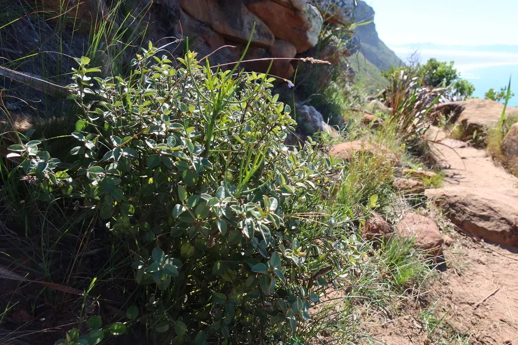Wedgeleaf Capesweetpea