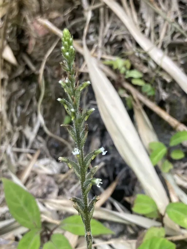 Microchilus Familiaris