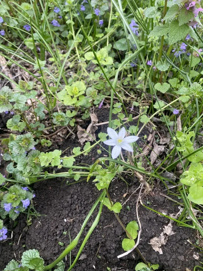 Woronow's Star Of Bethlehem