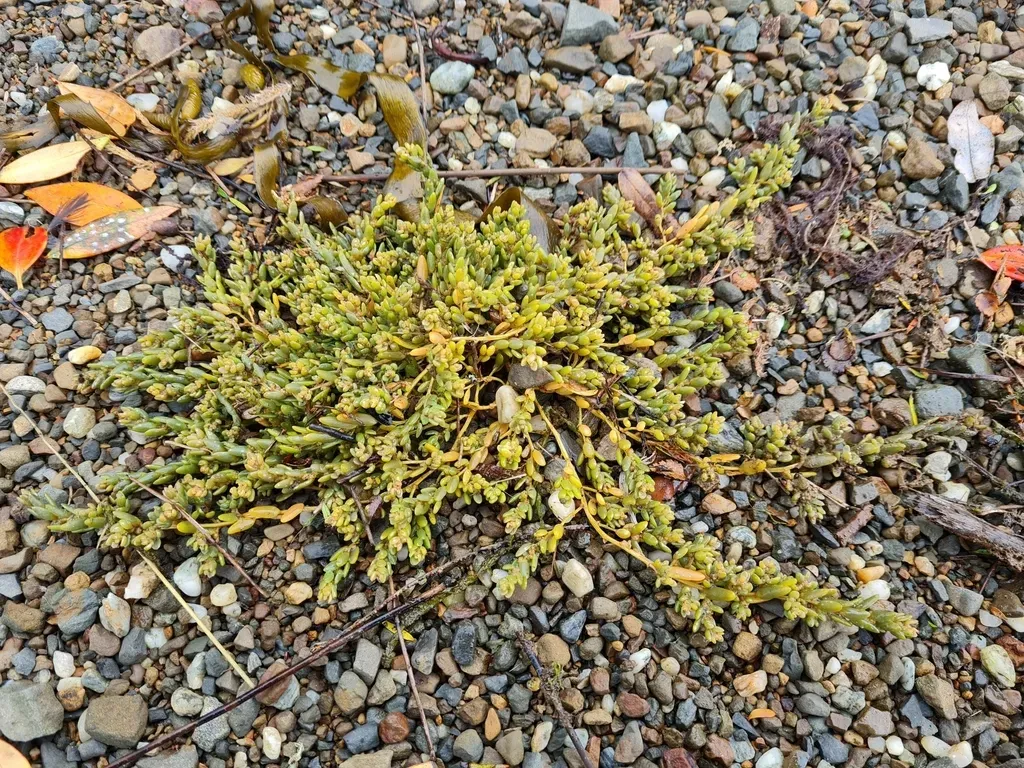 New Zealand Seablite