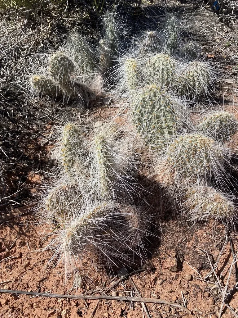 Western Prickly Pear