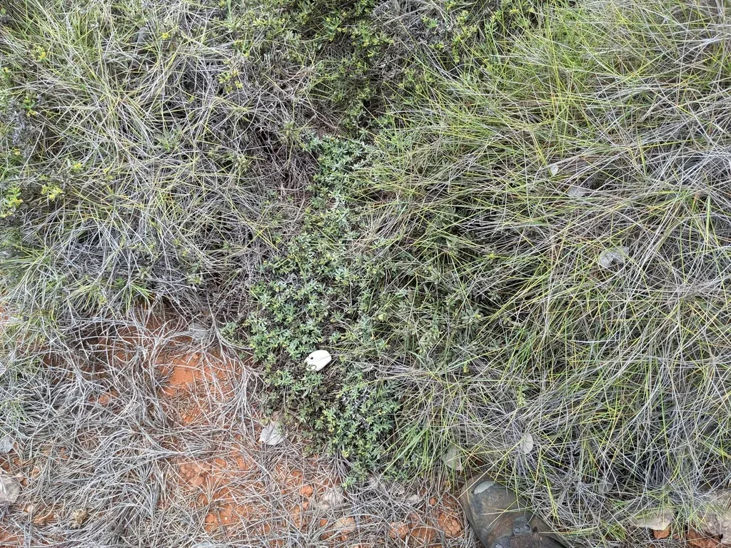 Euploca Glandulifera