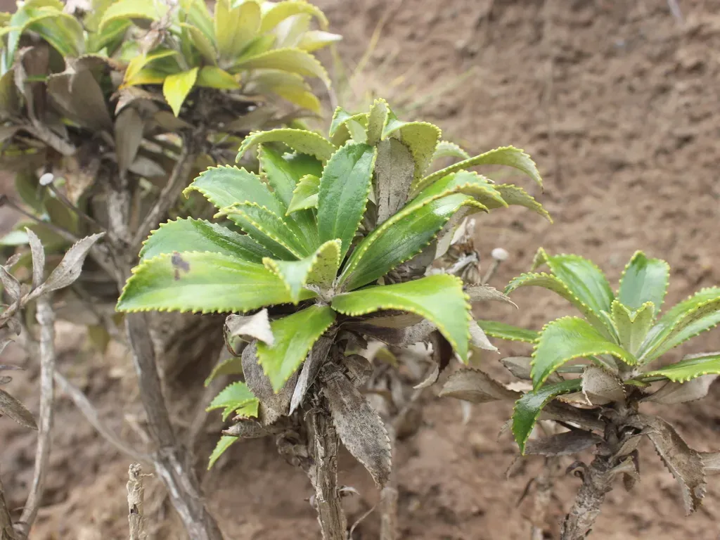 Macrolearia Chathamica
