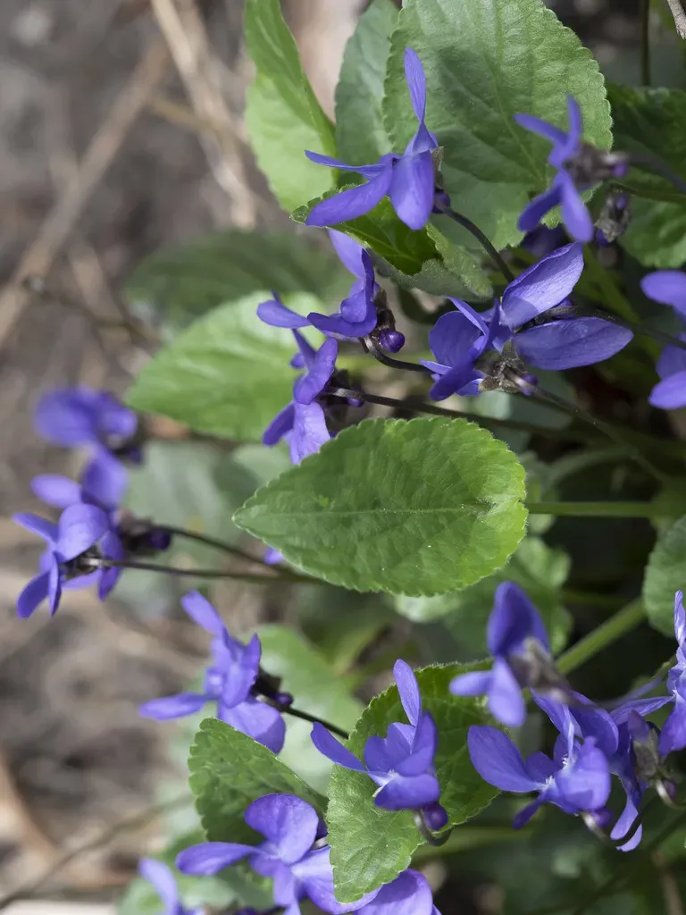 Viola × Scabra