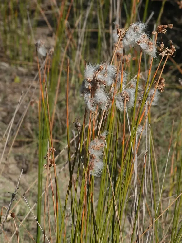 Cyperus Trigynus