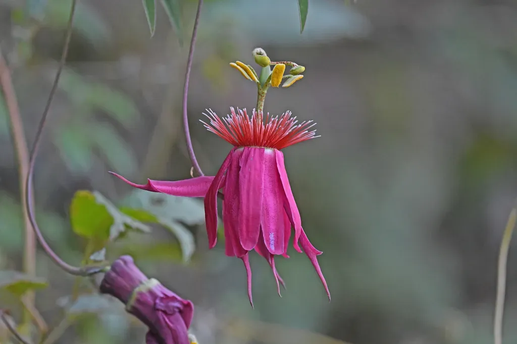 Passiflora Gritensis