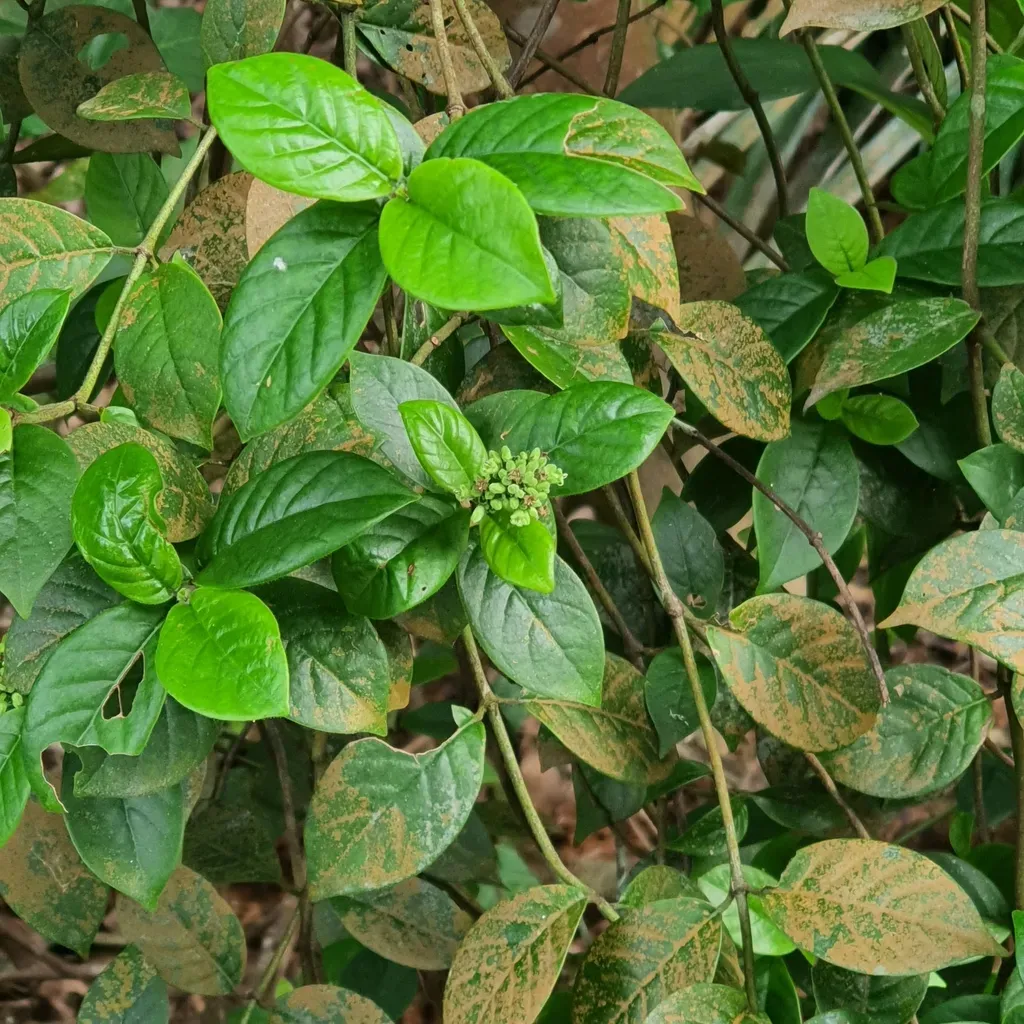 Psychotria Ovoidea