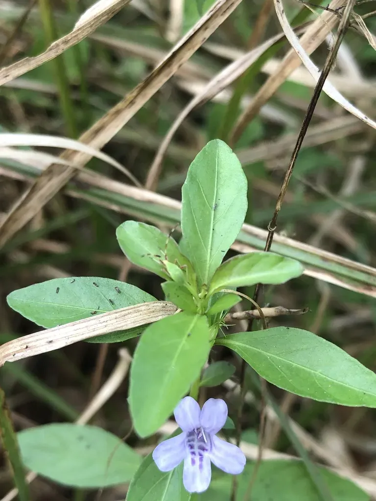 Swamp Twinflower