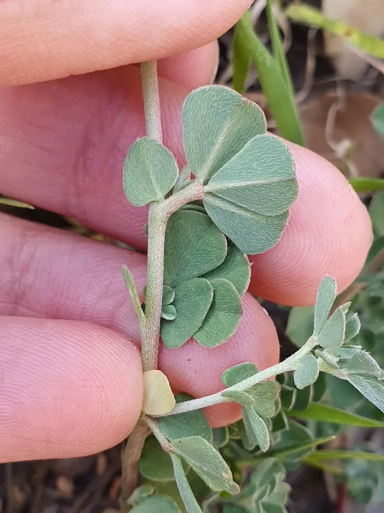 Lotus Longisiliquosus