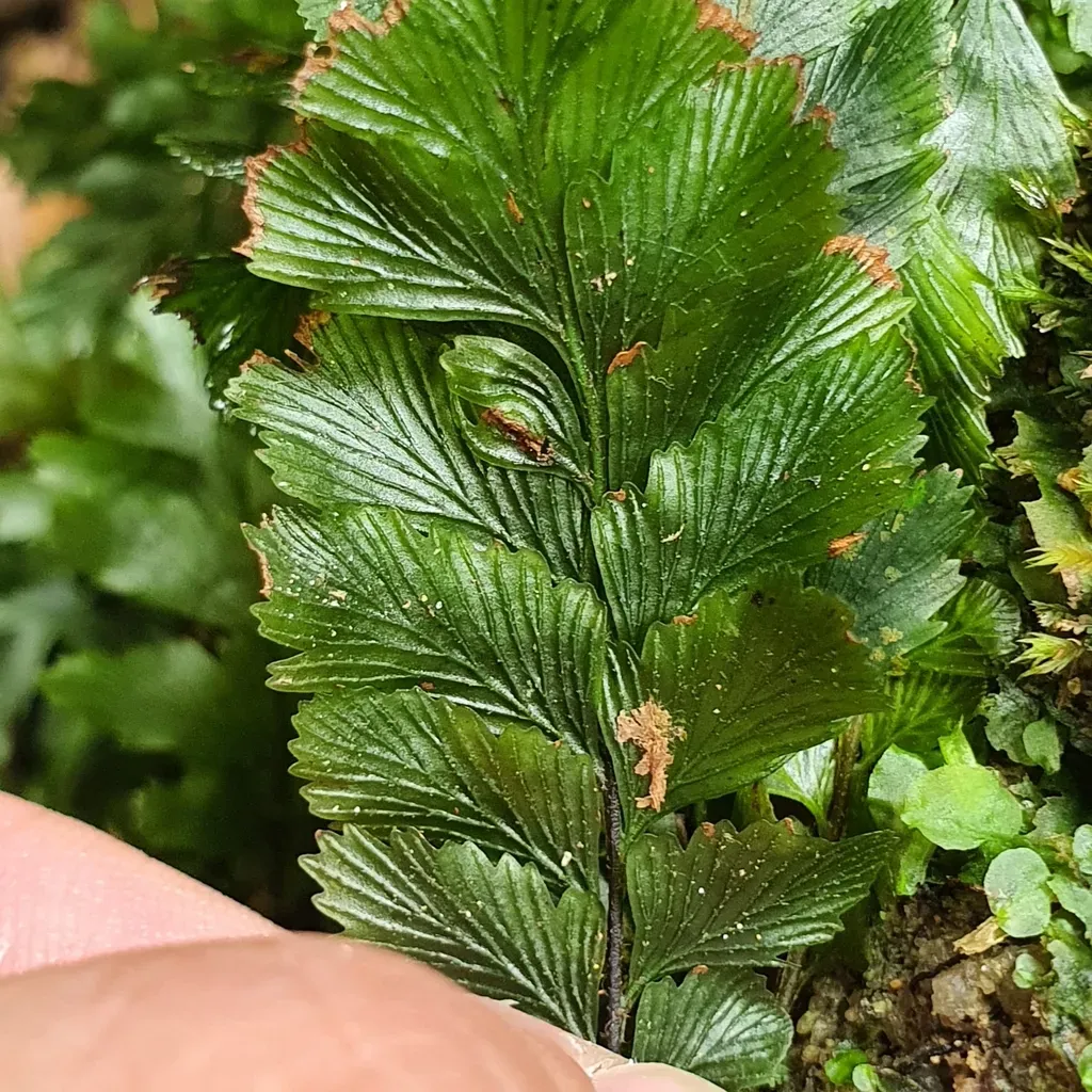 Cephalomanes Javanicum