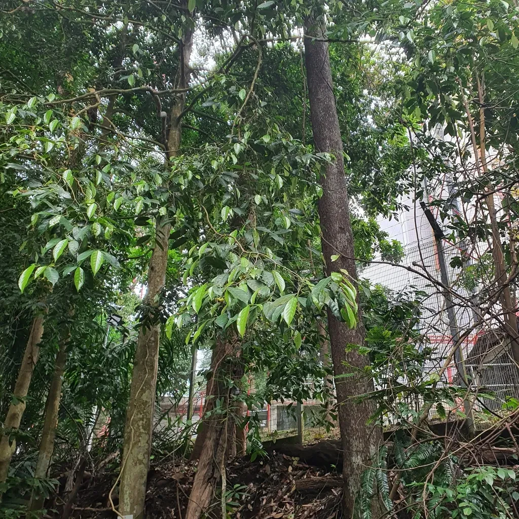 Gironniera Parvifolia