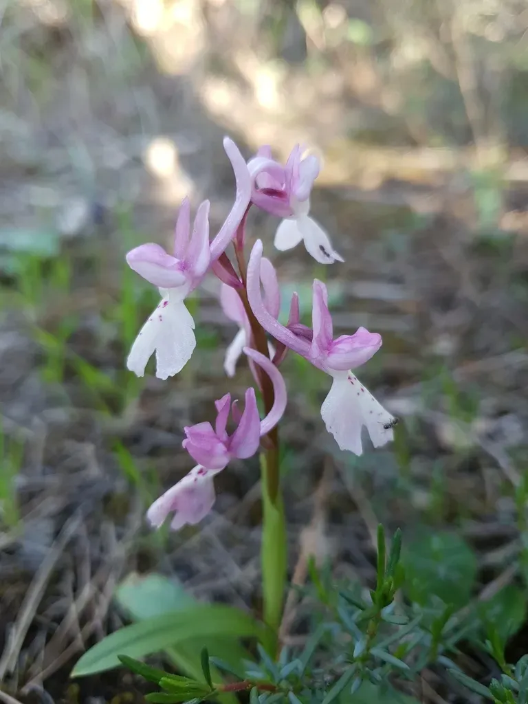 Orchis Laeta