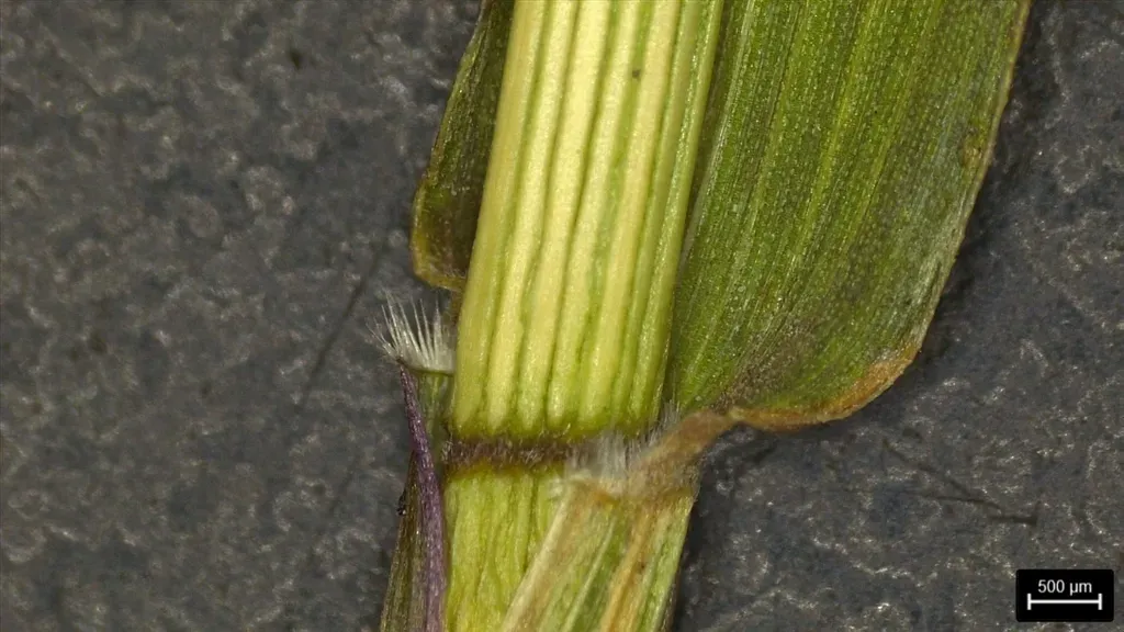 Dichanthelium Roanokense