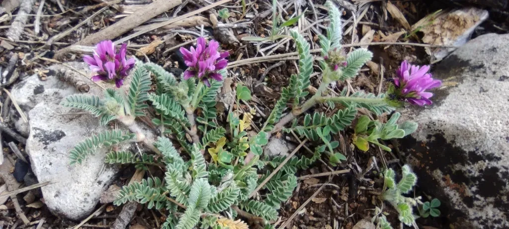 Astragalus Bourgaeanus
