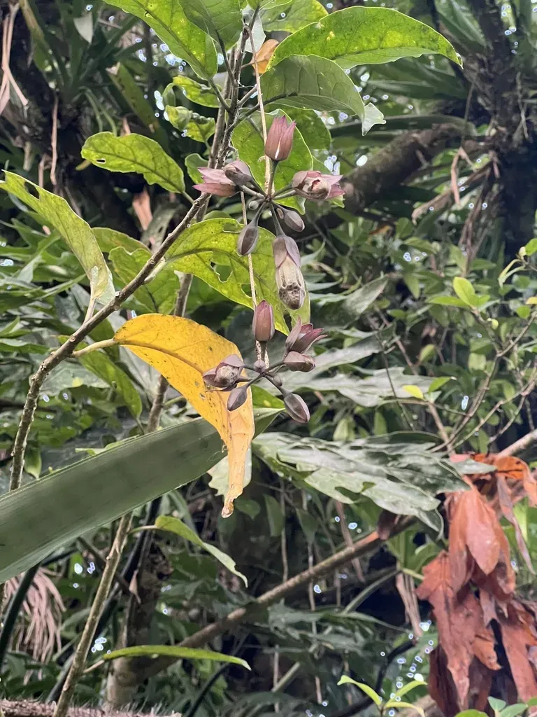 Merinthopodium Neuranthum