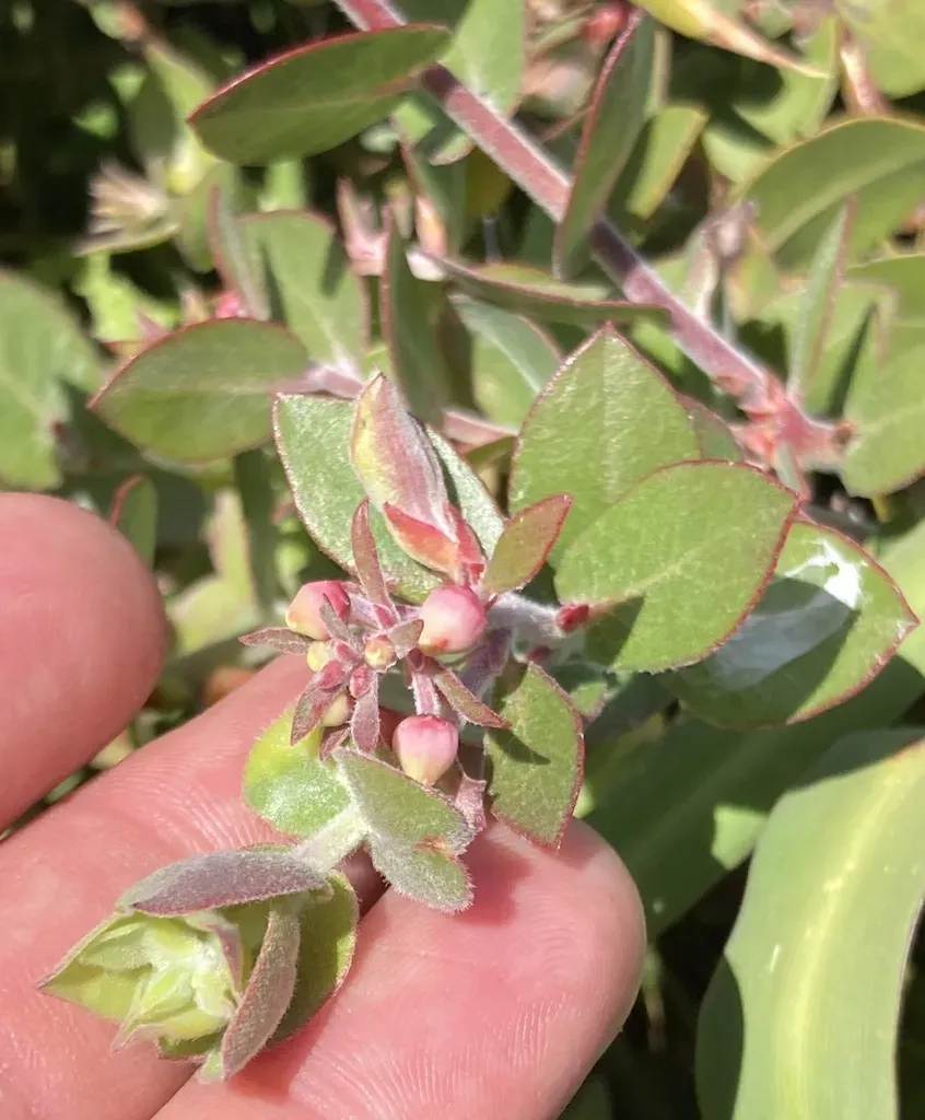 Arroyo De La Cruz Manzanita