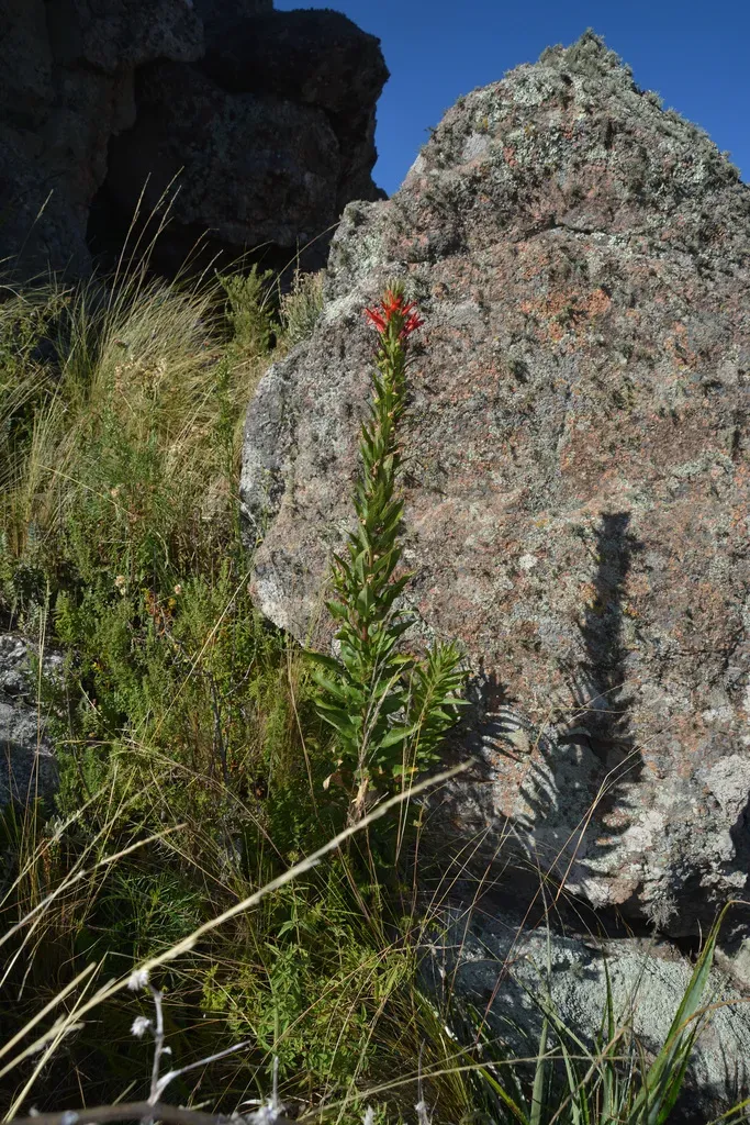 Siphocampylus Foliosus