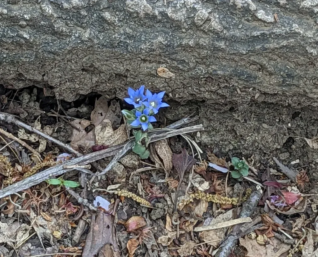 Zollinger's Gentian