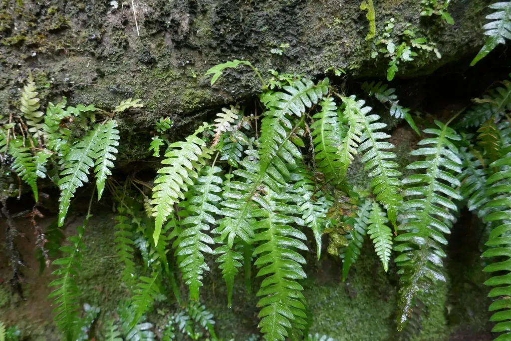 Blechnum Polypodioides