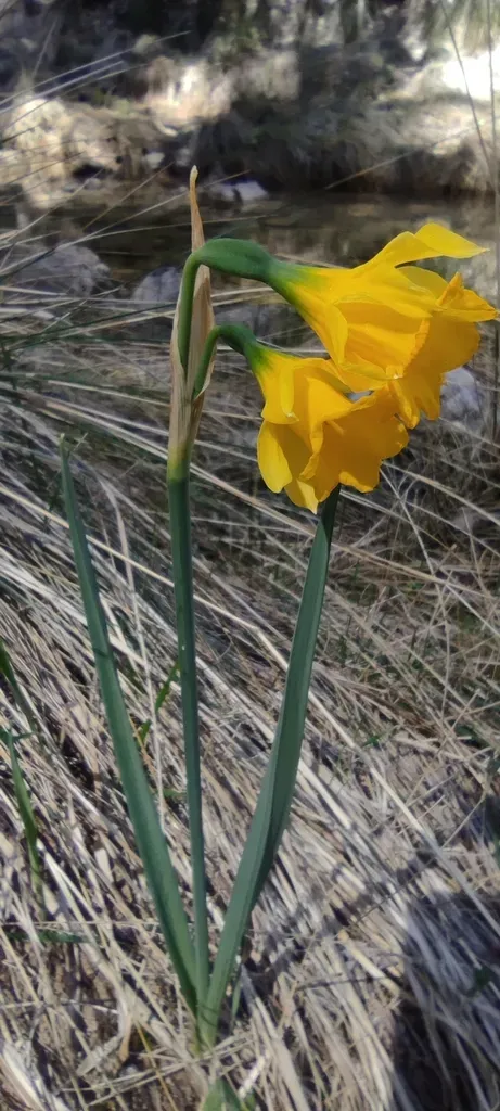 Narcissus Longispathus