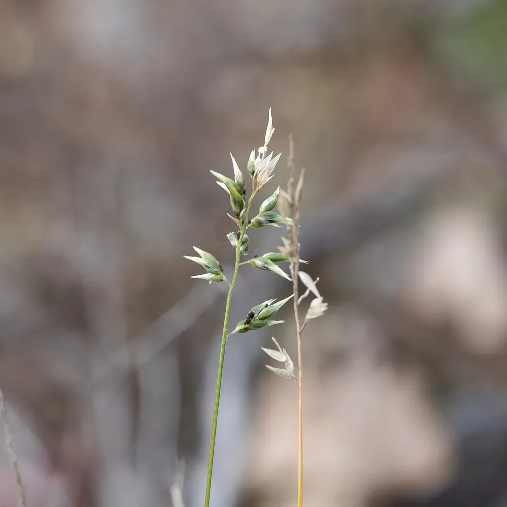 Enneapogon Gracilis